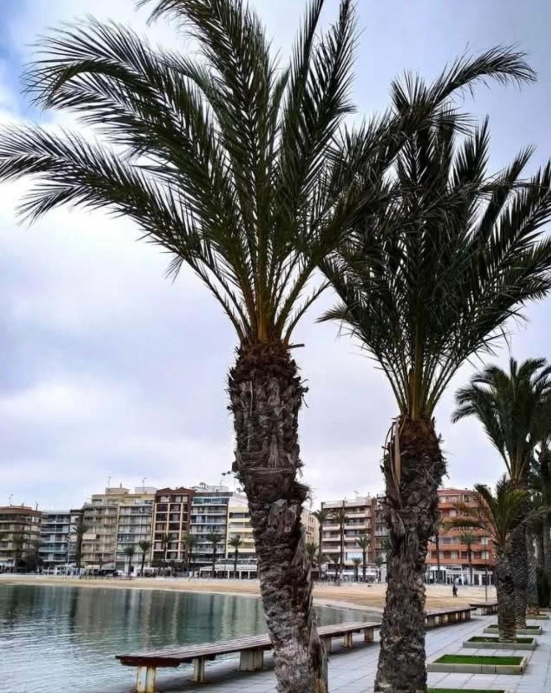 Calle De Palangre 17 Apartment Torrevieja Exteriör bild